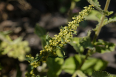 Rumex dentatus
